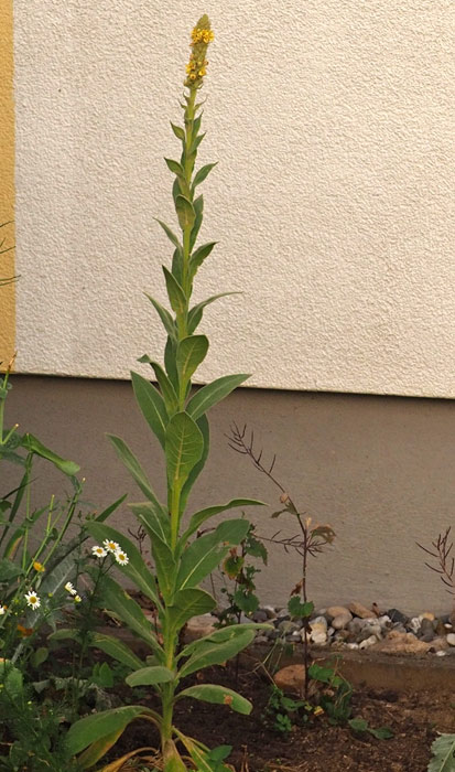 Kleinblütige Königskerze, Verbascum thapsus